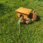 Ferienbauernhof Berlinger Farm stay Au (Bregenz)