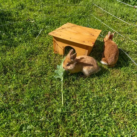 Ferienbauernhof Berlinger Çiftlik konaklama Au (Bregenz)
