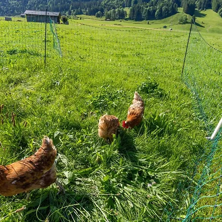 Ferienbauernhof Berlinger Çiftlik konaklama Au (Bregenz)